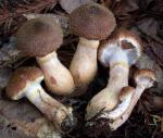 Armillaria sinapina - Fungi Species